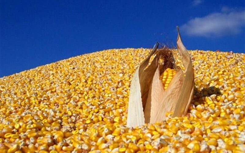 “الاردب على كام” سعر طن الذرة الصفراء اليوم الثلاثاء 19 مارس 2024 للمستهلك في المحلات التجارية
