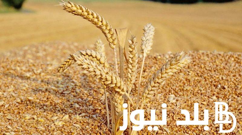 تعرف على سعر القمح اليوم الاثنين 25 مارس 2024 للمستهلك في مصر