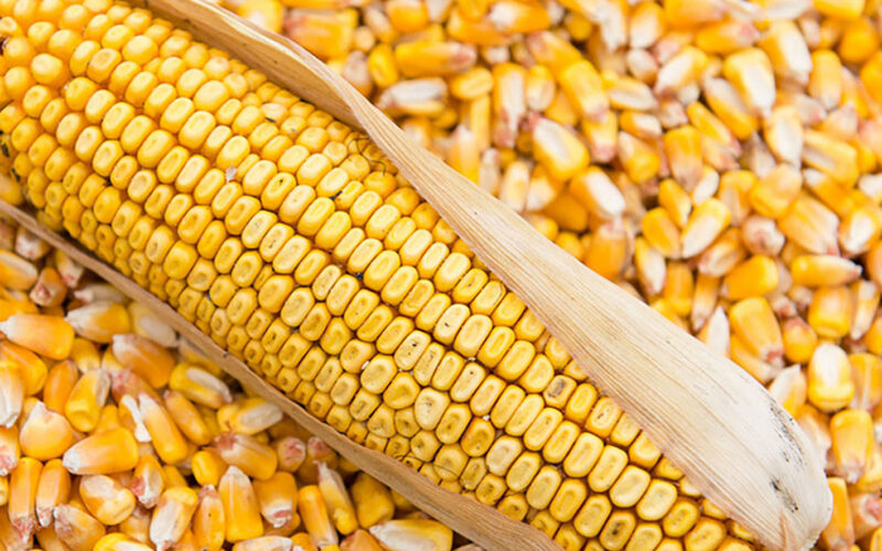 “صفراء وبيضاء” سعر طن الذرة الصفراء اليوم الاثنين 18 مارس 2024 في السوق المحلية