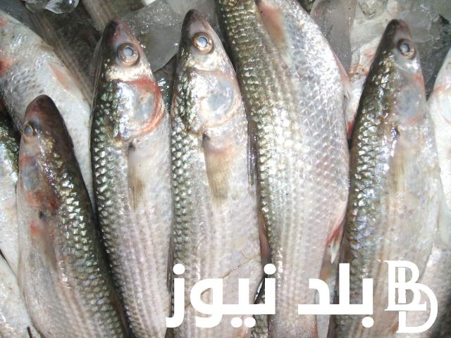 اسعار السمك البوري اليوم الاثنين 25 مارس 2024 في الاسواق المحلية للمستهلك