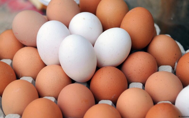 سعر كرتونة البيض اليوم الاربعاء 13 مارس 2024 للمستهلك في المحلات
