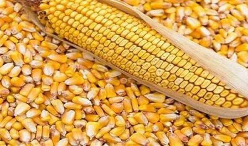 سعر طن الذرة الصفراء اليوم الاثنين 25 مارس 2024 في الأسواق المصرية