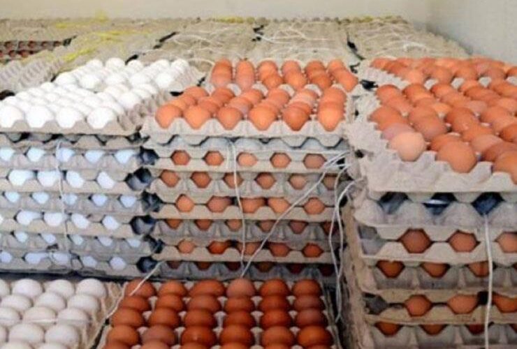 “بيض وكتاكيت” سعر كرتونة البيض اليوم الاربعاء 27/ 3/ 2024 للمُستهلك في جميع الأسواق المحلية