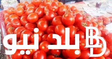 مجنونة يا قوطة.. سعر الطماطم اليوم السبت 2 مارس 2024 وجدول اسعار الخضار و الفاكهة بسوق العبور