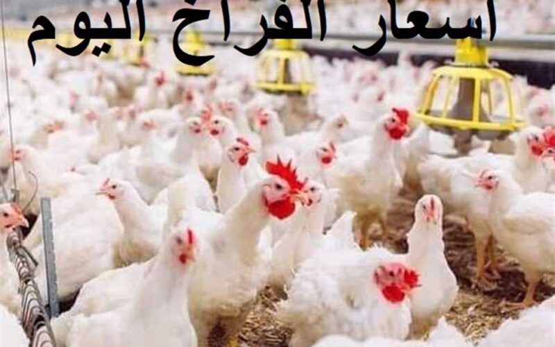 الكوكو بكام؟.. بورصة الدواجن اليوم الفراخ البيضاء السبت 30 مارس 2024 للتجار و المستهلكين في مصر