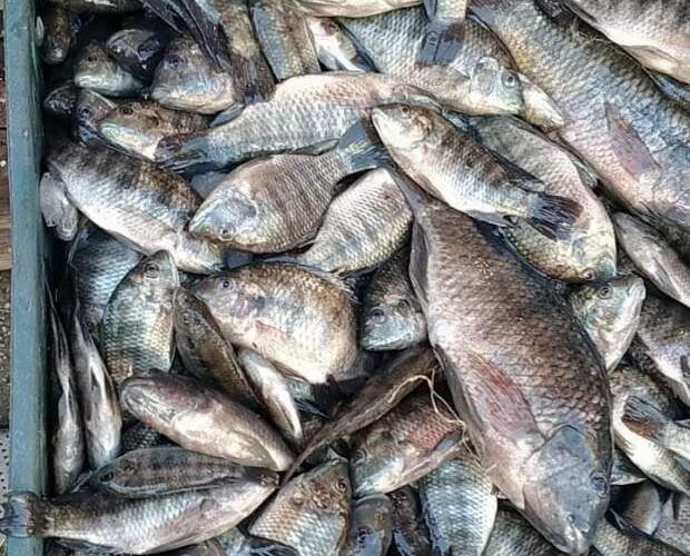 اسعار السمك البلطي اليوم الأحد 31 مارس 2024 في سوق العبور