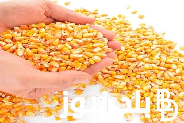 “يستمر في التراجع” سعر طن الذرة الصفراء اليوم الاحد 10 مارس 2024 في الاسواق