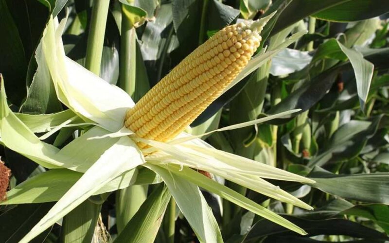 ” بكام ” سعر طن الذرة الصفراء اليوم الأربعاء 13 مارس 2024 في المحلات التجارية