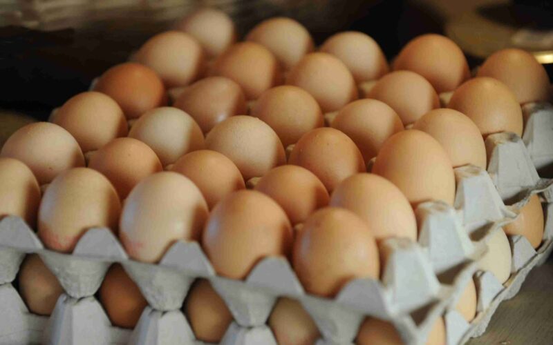 سعر كرتونة البيض اليوم الأحد 24 مارس 2024 في بورصة الدواجن وللمستهلك
