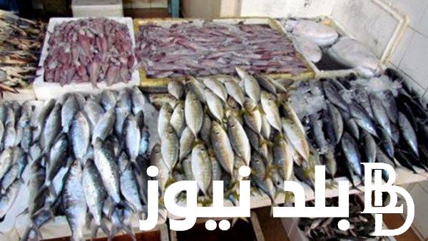 “بوري و بلطي” اسعار السمك البوري اليوم الاثنين 25 مارس 2024 بجميع الاسواق