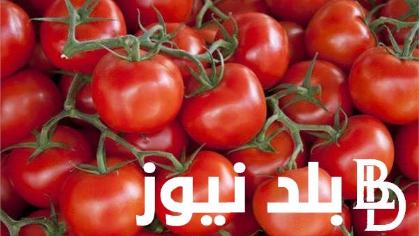 “اشتري قبل رمضان” سعر الطماطم اليوم السبت 2 مارس 2024 في سوق العبور
