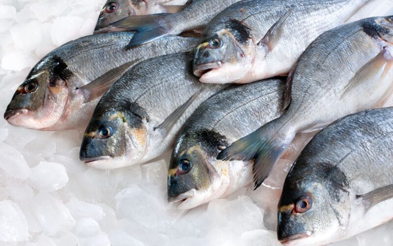 أسعار السمك اليوم الاثنين 11 مارس 2024 و الفوائد العائدة علي الجسم من تناوله