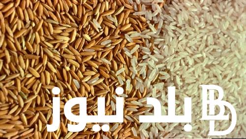 “الارز يستقر” سعر طن الأرز الشعير اليوم الاثنين 25 مارس 2024 في الاسواق المصرية