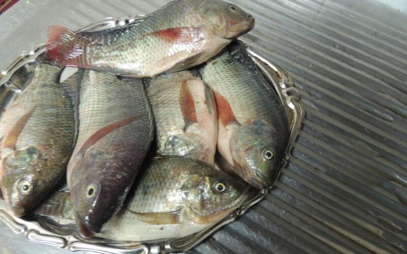 أسعار السمك اليوم البلطي والبوري بتاريخ الخميس 18 رمضان 2024 في مصر