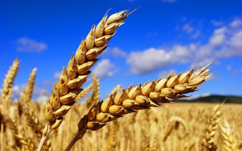 ننشُر سعر طن القمح بعد التعويم 2024 الحكومة تستورد 338 الف طن من القمح خلال شهر مارس