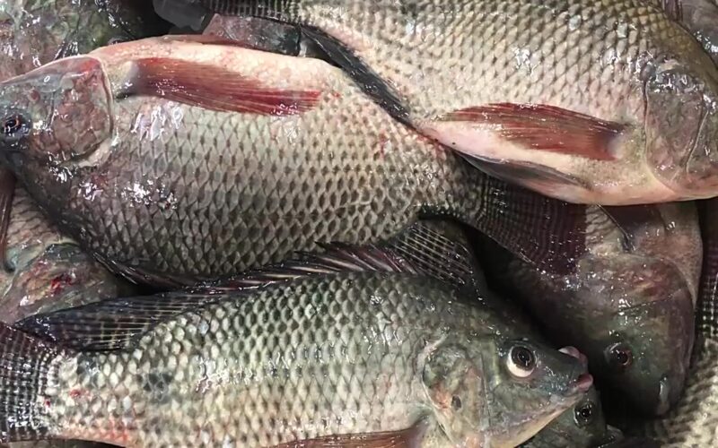 أسعار السمك اليوم البلطي بتاريخ الجمعة 22 مارس 2024 في سوق العبور