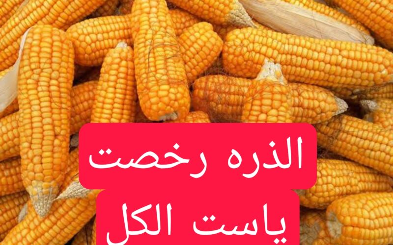 “اشتري وخزني” اسعار الذره الصفراء اليوم الخميس 7 مارس 2024 للمستهلك في مصر