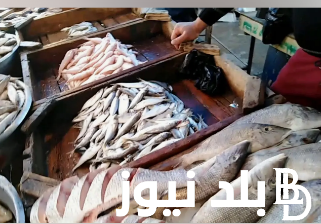 ما هي أسعار السمك البورى اليوم الخميس 7 مارس 2024 في سوق العبور