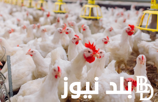بورصة الدواجن اليوم الفراخ البيضاء السبت 23 مارس 2024 للمُستهلك في مصر
