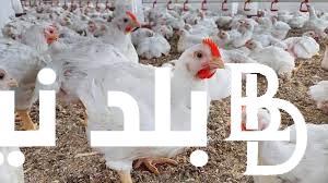 “الكوكو يتراجع” بورصة الدواجن اليوم الفراخ البيضاء الخميس 28 مارس 2024 للتجار و المستهلكين
