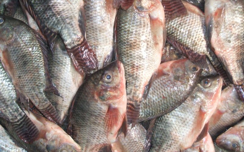 أسعار السمك اليوم البلطي الاثنين 25 مارس 2024 بسوق العبور في مصر