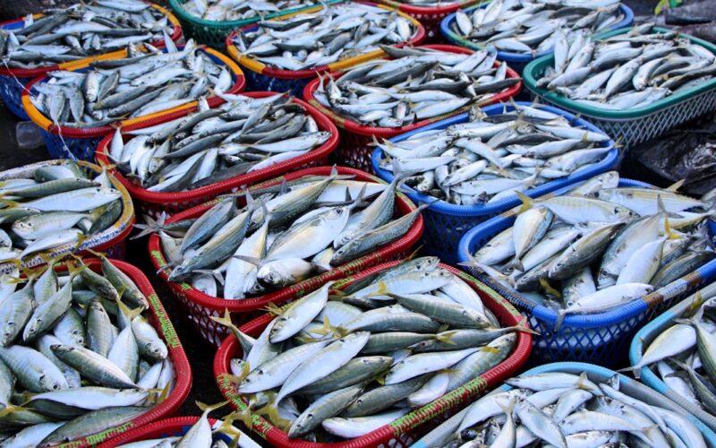 “فريش ومثلج” أسعار السمك اليوم بسوق العبور الخميس 7 مارس 2024