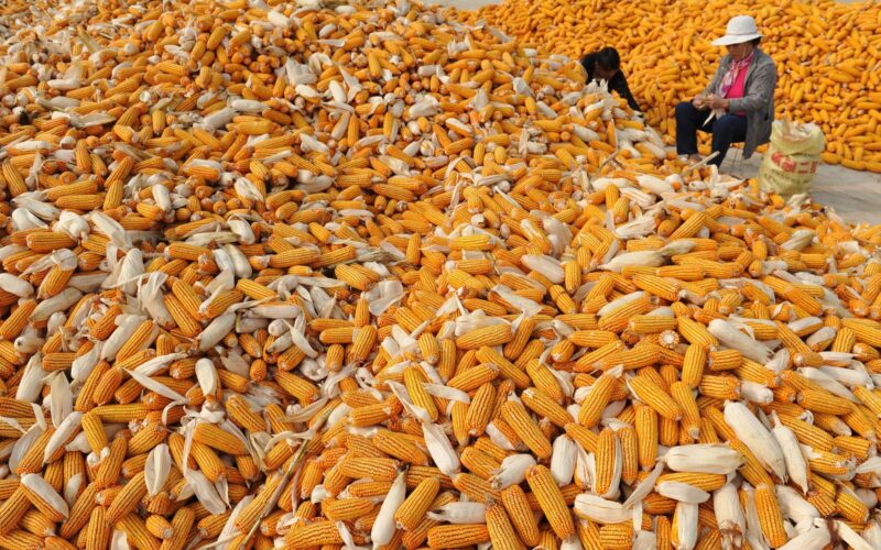 “الاردب على كام” سعر طن الذرة الصفراء اليوم الاربعاء 20 مارس 2024 في مصر
