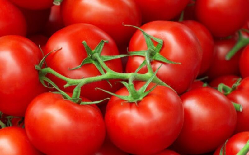 “اسعار الخضار اليوم” سعر الطماطم اليوم الاحد 3 مارس 2024 في سوق العبور وأسواق التجزئة للمستهلك