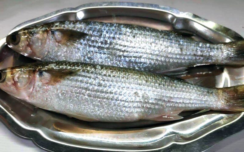 “الكيلو وصل كام” اسعار السمك البوري اليوم الاثنين 25 مارس 2024 للمستهلكين في مصر