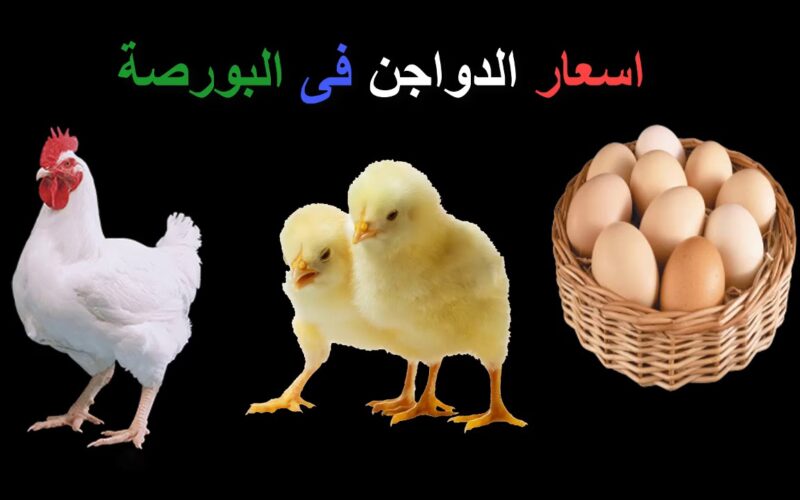 اسعار الدواجن والبيض اليوم الجمعه 1 مارس 2024 للمُستهلكين والتجار في بورصة الدواجن