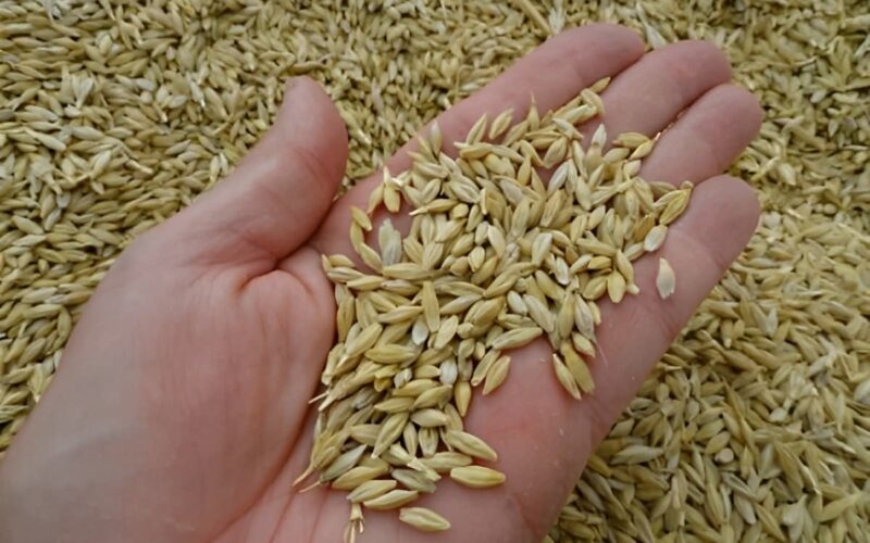 سعر طن الأرز الشعير اليوم الثلاثاء 5 مارس 2024 بجميع الاسواق والمجمعات الاستهلاكية