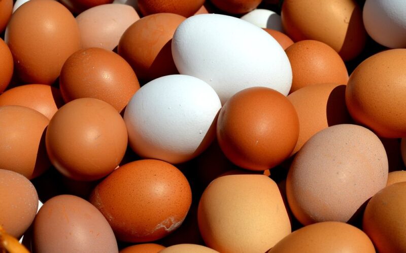 “البيضة بكام؟” سعر البيض اليوم الاربعاء 20 مارس 2024 في الاسواق المحلية