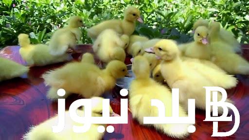 ” البطة وصلت كام ” سعر كيلو البط اليوم الأحد 3 مارس في جميع الأسواق المصرية للمستهلك