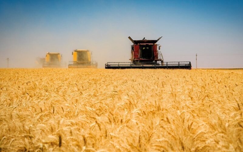 اعرف دلوقتي.. كم سعر القمح عالميا 2024 في موسم الحصاد و مساحة مصر المزروعة