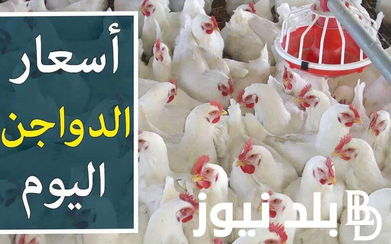 “الفرخة وصلت كام” سعر الفراخ البيضاء اليوم الاحد 24/3/2024 للمُستهلك في مصر