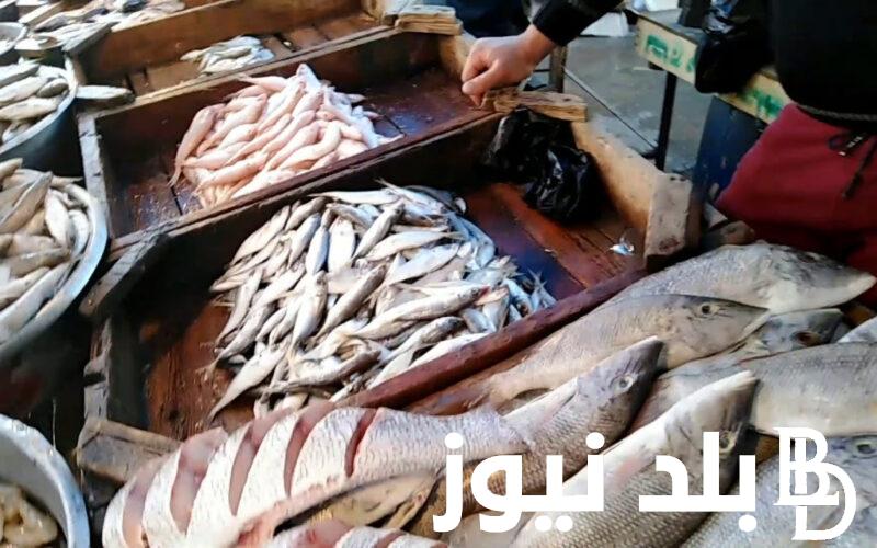 أسعار السمك اليوم للمستهلك الأحد 31 مارس 2024 في الاسواق المصرية