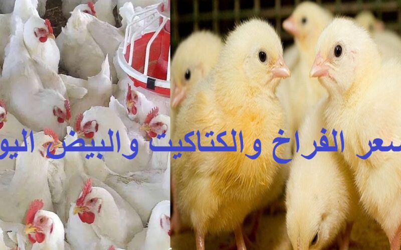 اسعار الفراخ البيضاء اليوم للمستهلك السبت 23 مارس 2024 في البورصة والمحلات