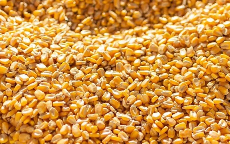 كم سعر طن الذرة الصفراء اليوم الخميس 28 مارس 2024 في الاسواق المحلية