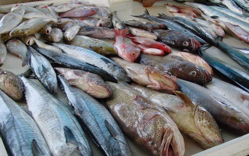 أسعار السمك البورى اليوم الاثنين 18 مارس 2024 في سوق العبور