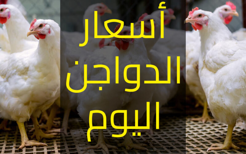 اسعار بورصة الدواجن اليوم الفراخ البيضاء الاربعاء 27 مارس 2024 للمستهلك في الاسواق