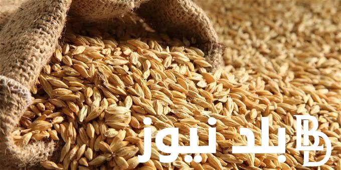 “رفيع و عريض” سعر طن الأرز الشعير اليوم الاحد 3 مارس 2024