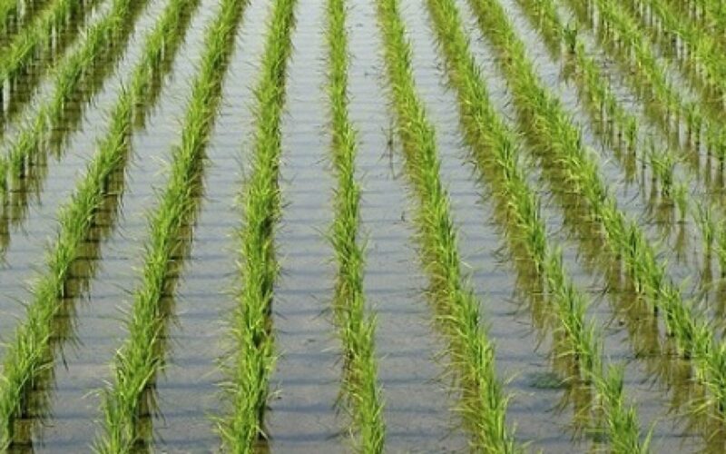كم سعر طن الأرز الشعير اليوم الثلاثاء 26 مارس 2024 حسب التسعيرة التي قررتها الحكومه المصرية