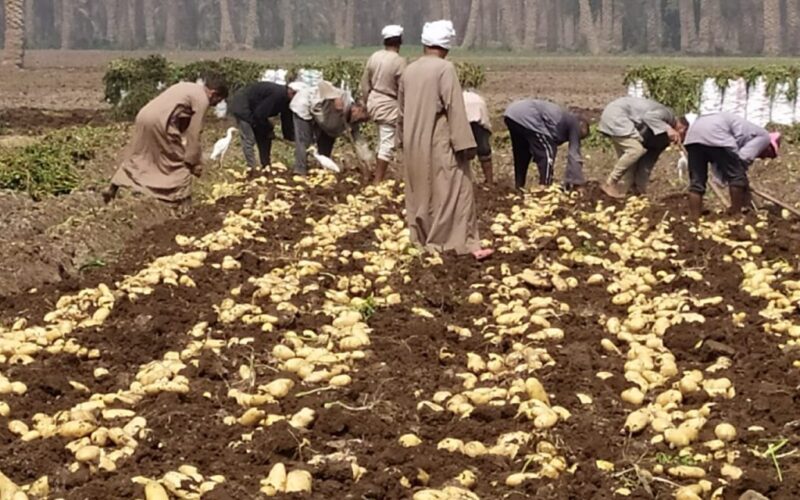 اسعار البطاطس اليوم الاثنين 25 مارس 2024 فى جميع الاسواق المصريه