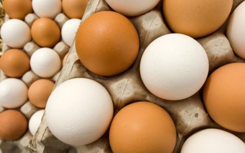 “بيضة وكتكوت” سعر كرتونة البيض اليوم الإثنين 15 أبريل 2024 في جميع الأسواق والمحلات للمستهلك