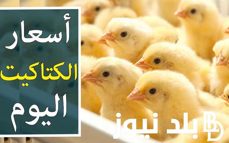 الكتكوت بكام؟.. اسعار الكتاكيت في مصر اليوم الاحد 14 ابريل 2024 في جميع الشركات والمزارع