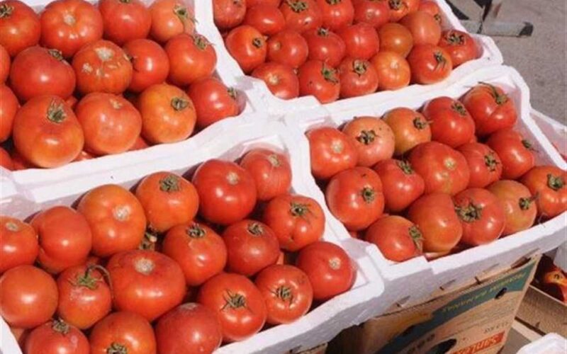 “جملة وقطاعي” أسعار الطماطم اليوم في سوق العبور بتاريخ الخميس 25 أبريل 2024