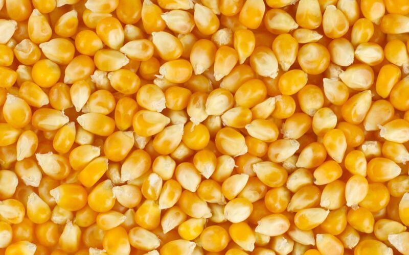سعر طن الذرة الصفراء اليوم الاربعاء 3 ابريل 2024 في الاسواق المصرية وفوائد الذرة الاصفر