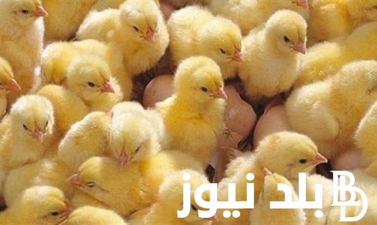 الصغنن بكام؟.. اسعار الكتاكيت البيضاء اليوم الاثنين 29 ابريل 2024 بجميع الشركات المصرية