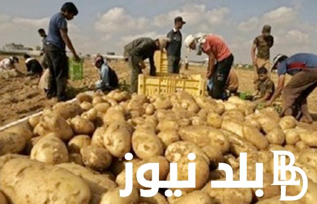 اسعار البطاطس اليوم الاحد 28 ابريل 2024 فى سوق العبور وجميع الاسواق المصريه