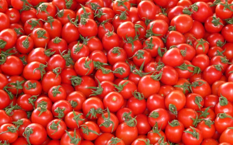 كم سعر كيلو الطماطم اليوم الخميس 18 أبريل 2024 للمستهلك وفي سوق العبور